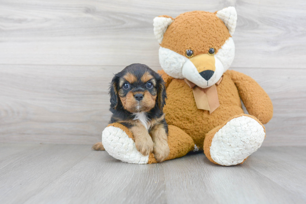 Little Cavalier King Charles Spaniel Baby