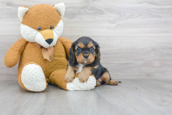 Cute Cavalier King Charles Spaniel Purebred Puppy