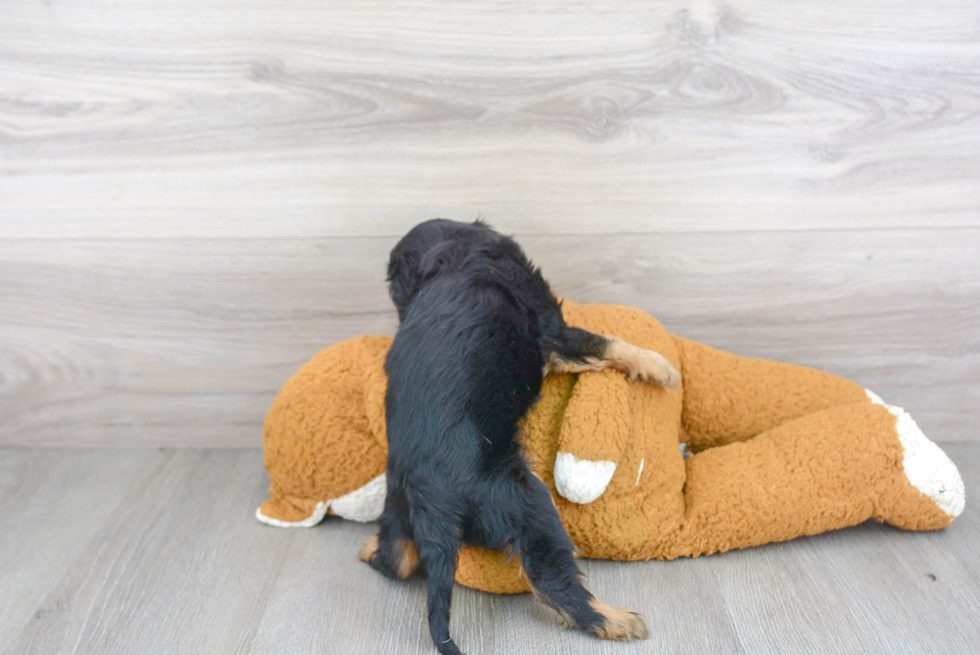 Cavalier King Charles Spaniel Pup Being Cute