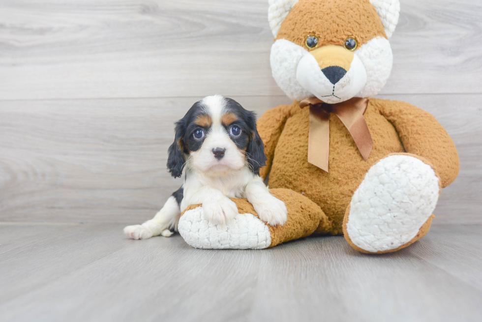 Adorable Cavalier King Charles Spaniel Purebred Puppy