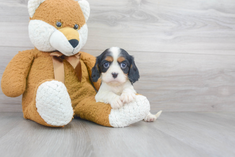 Cavalier King Charles Spaniel Puppy for Adoption