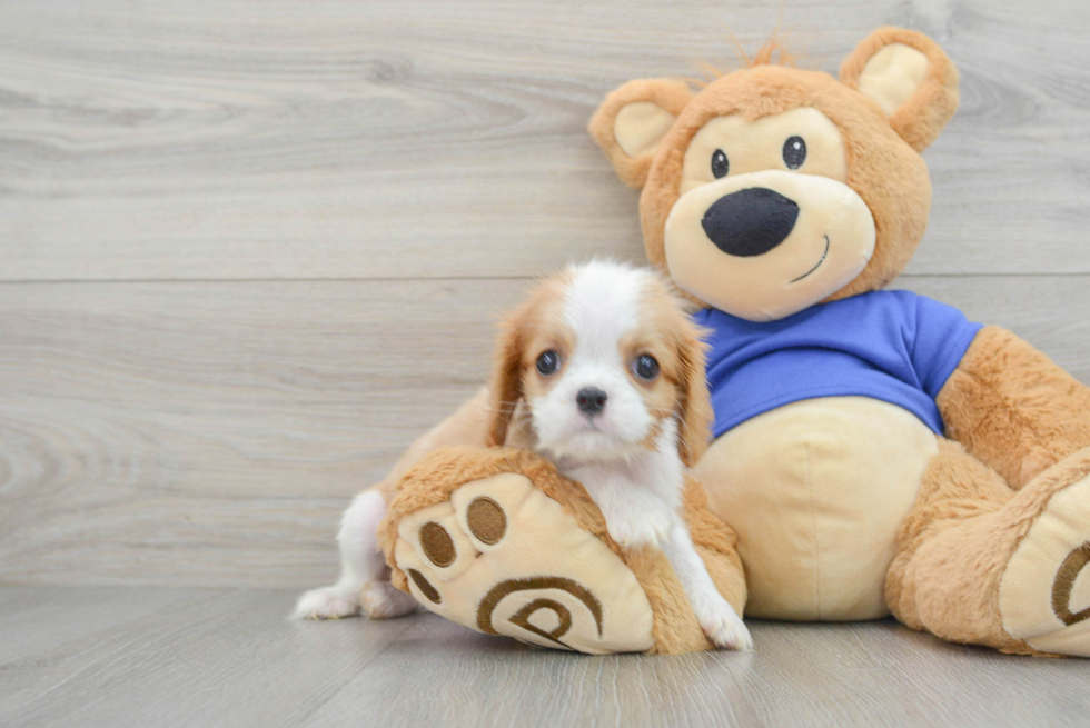 Friendly Cavalier King Charles Spaniel Baby