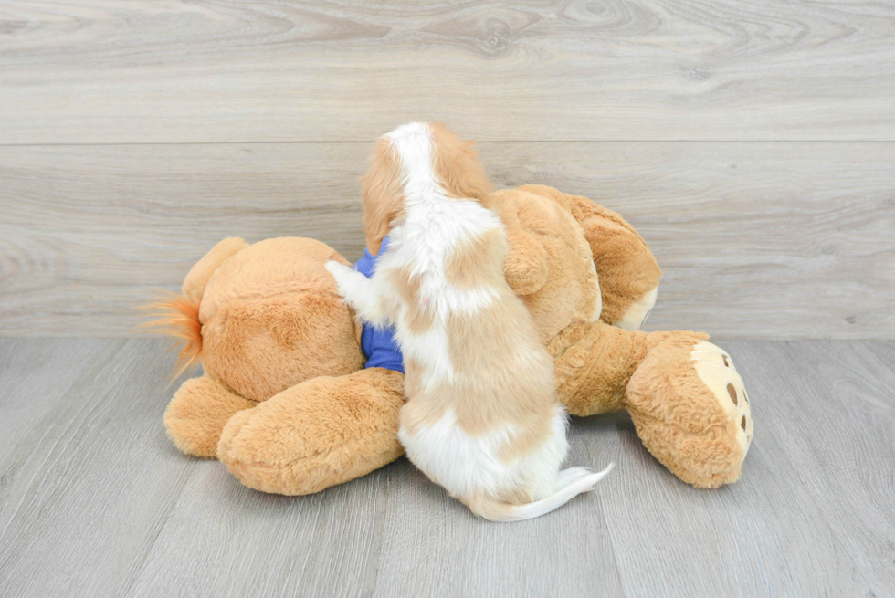 Cavalier King Charles Spaniel Pup Being Cute