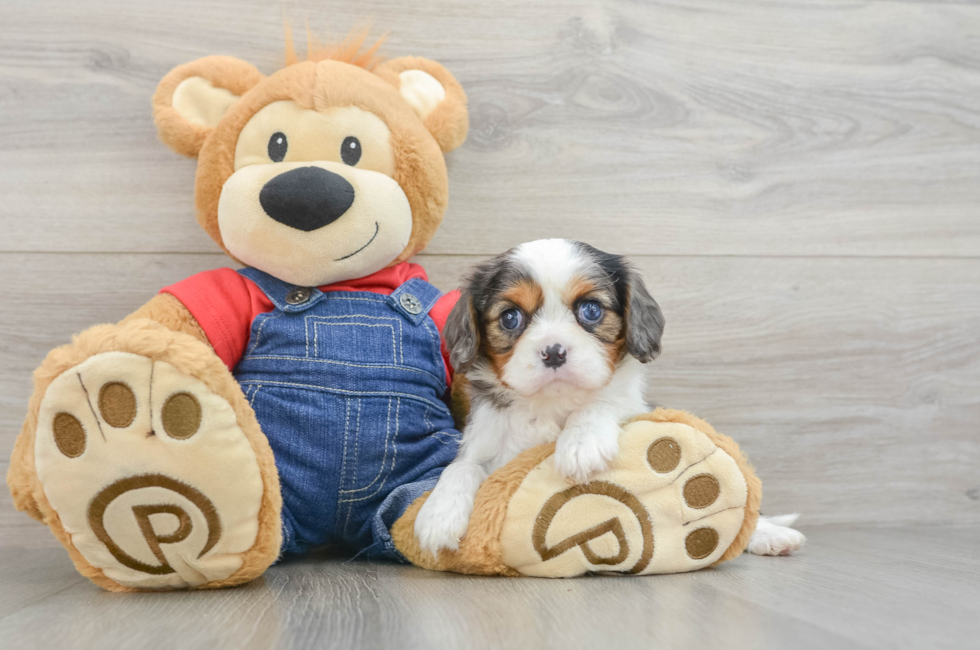 6 week old Cavalier King Charles Spaniel Puppy For Sale - Premier Pups