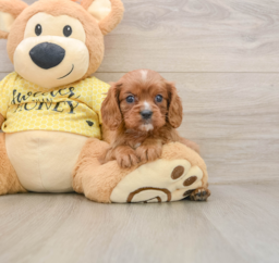 6 week old Cavalier King Charles Spaniel Puppy For Sale - Premier Pups