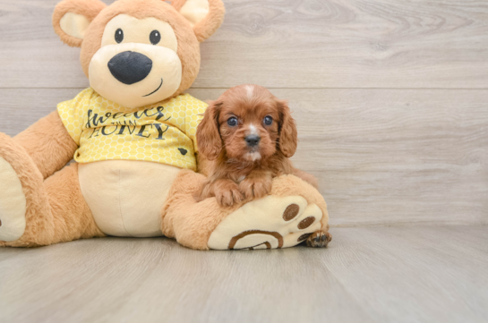 GABRIELLA, a Cavalier King Charles Spaniel littermate