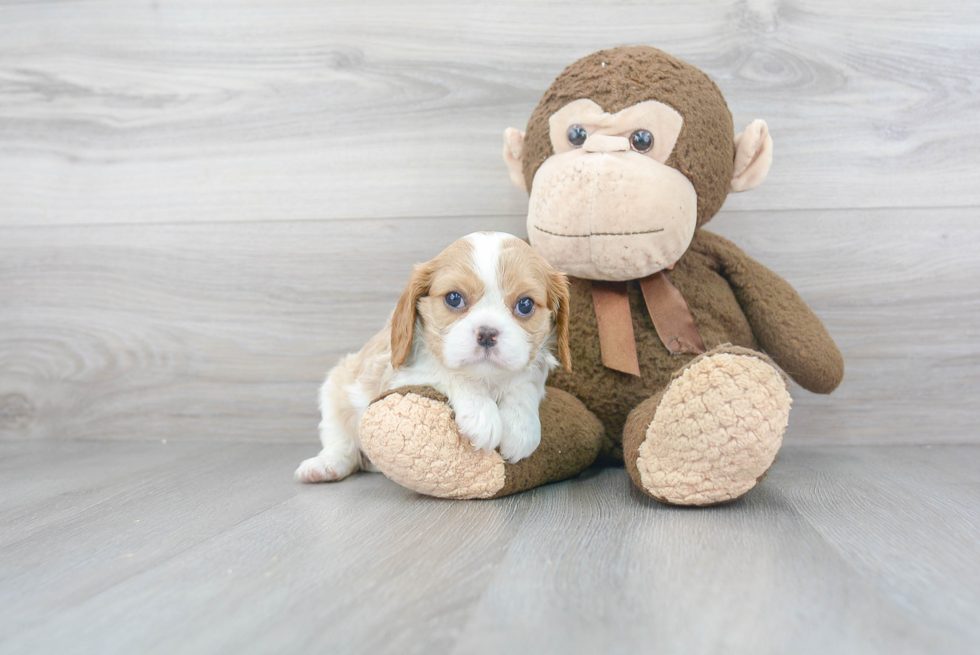 Happy Cavalier King Charles Spaniel Purebred Puppy