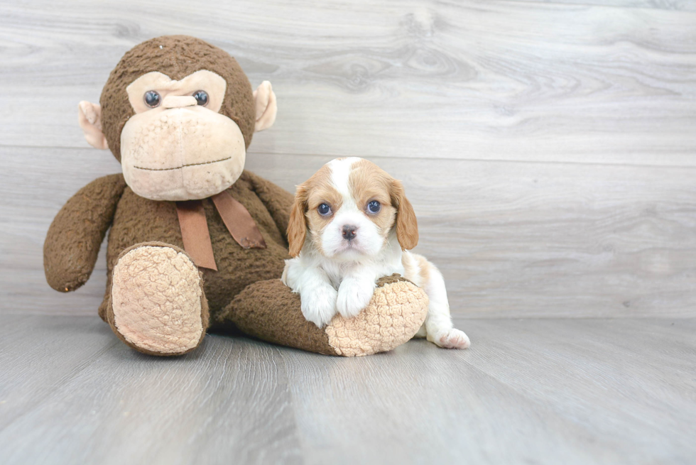 Playful Cavalier King Charles Spaniel Purebred Pup