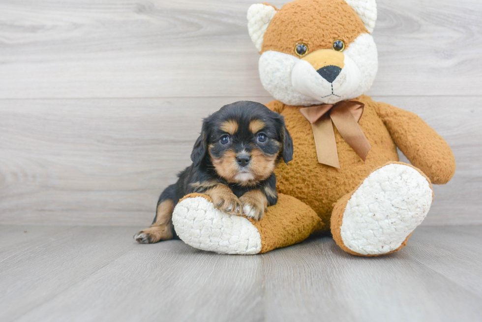 Friendly Cavalier King Charles Spaniel Baby