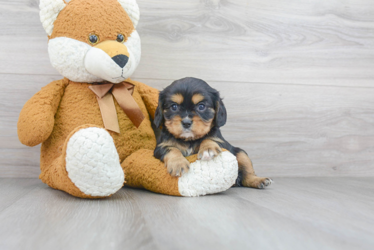 Cavalier King Charles Spaniel Pup Being Cute