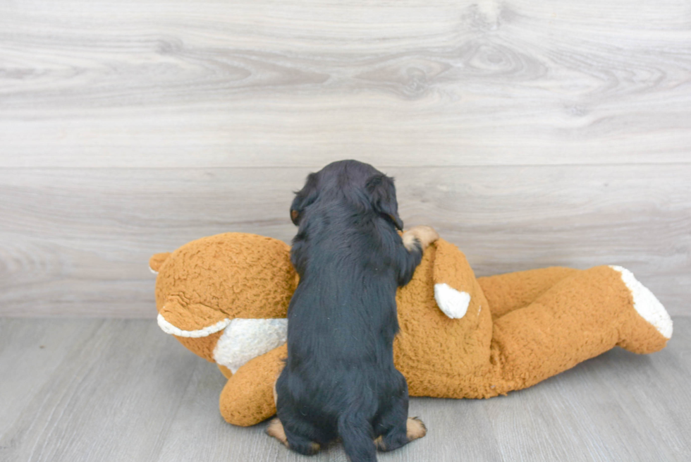 Playful Cavalier King Charles Spaniel Baby
