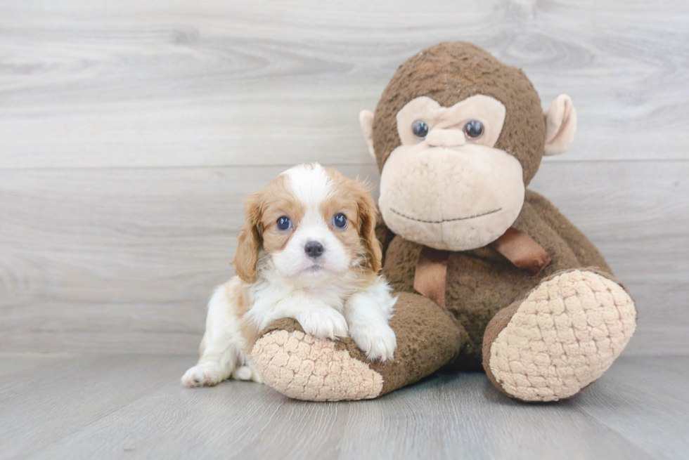 Adorable Cavalier King Charles Spaniel Purebred Puppy