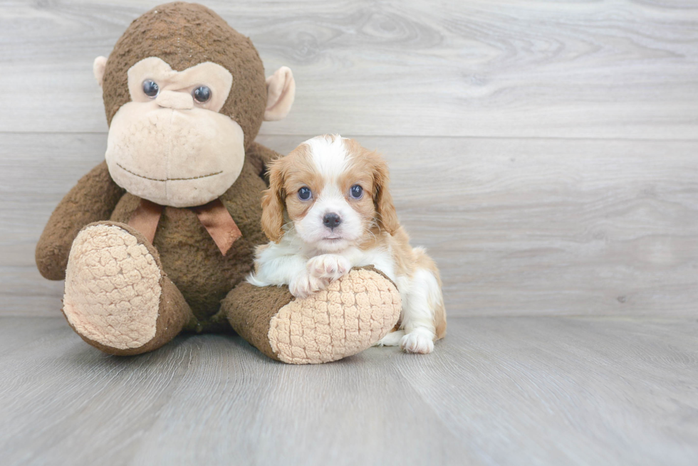 Friendly Cavalier King Charles Spaniel Purebred Pup