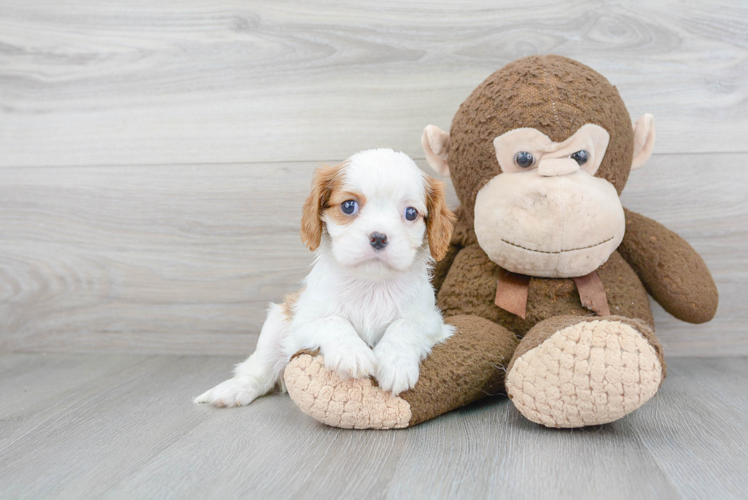 Cavalier King Charles Spaniel Puppy for Adoption