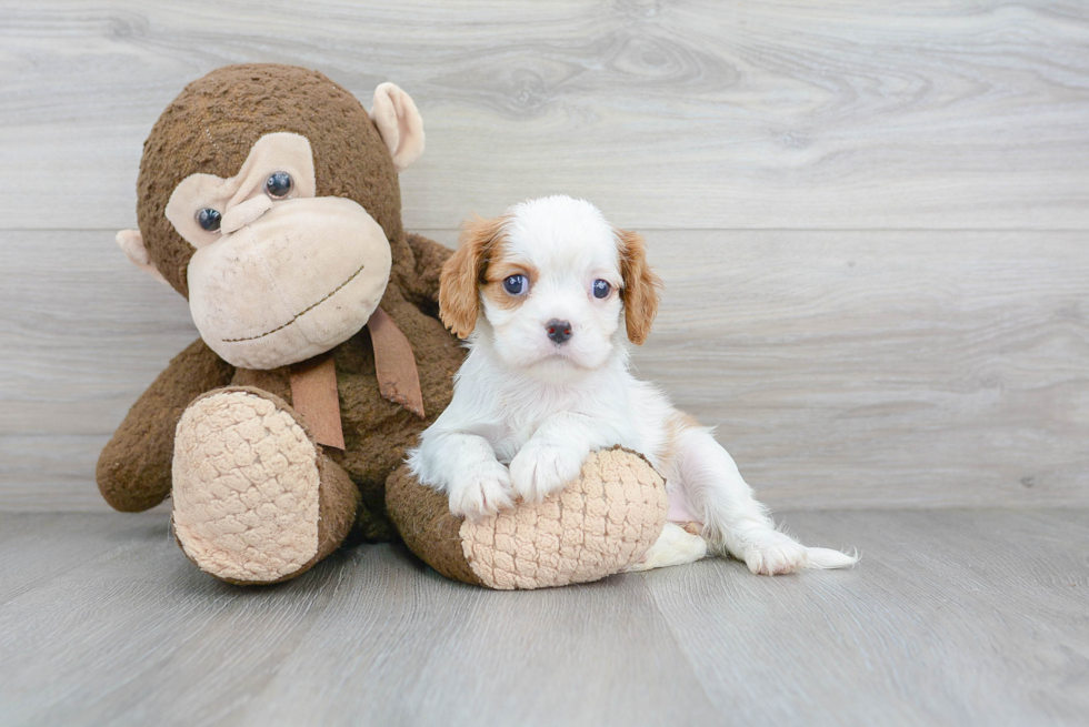 Fluffy Cavalier King Charles Spaniel Purebred Puppy