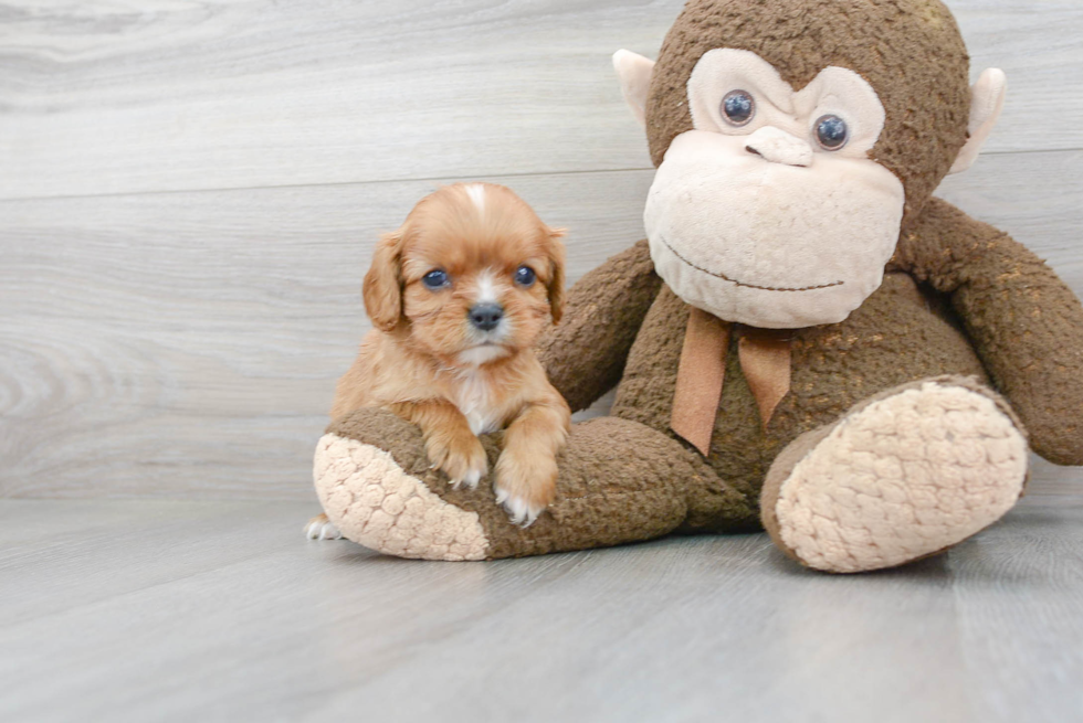 Fluffy Cavalier King Charles Spaniel Purebred Puppy