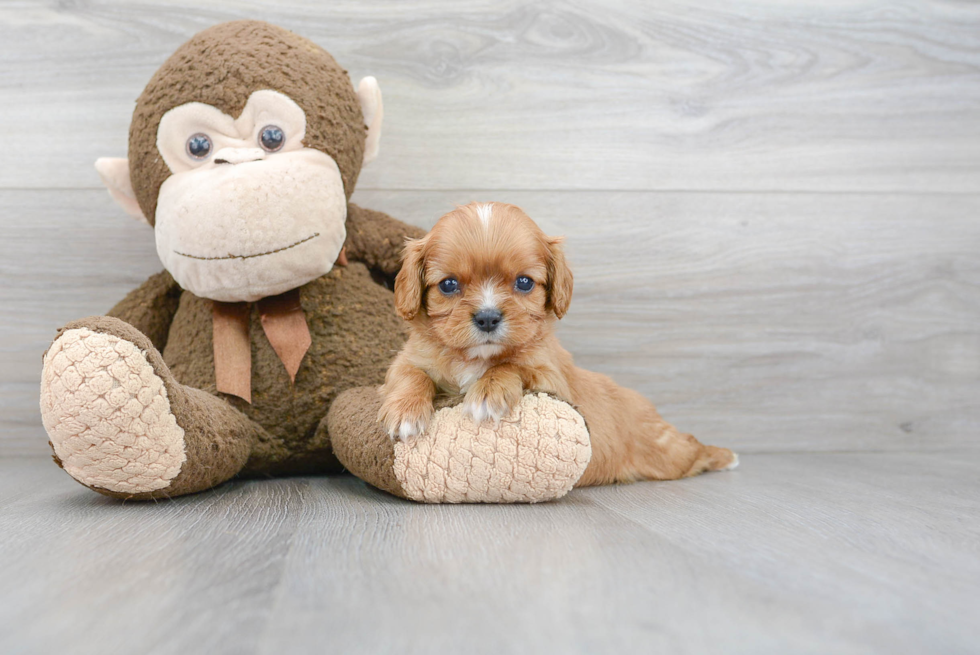 Cavalier King Charles Spaniel Puppy for Adoption