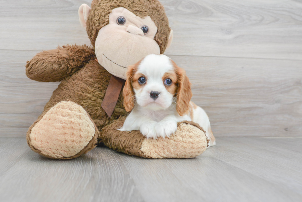 Smart Cavalier King Charles Spaniel Purebred Puppy