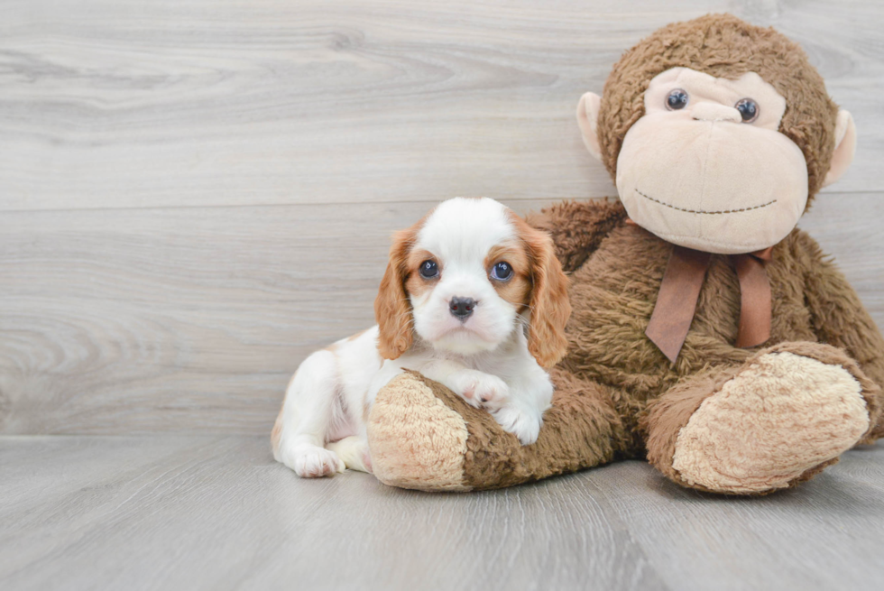 Best Cavalier King Charles Spaniel Baby