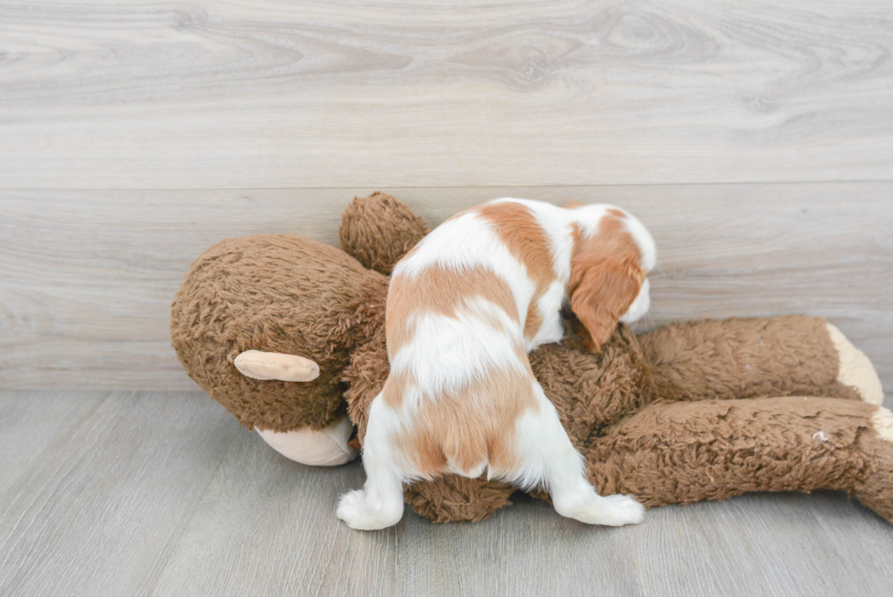 Cavalier King Charles Spaniel Pup Being Cute