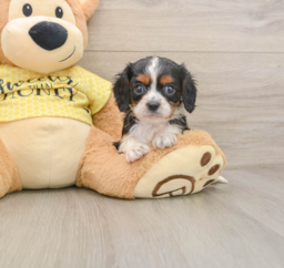 6 week old Cavalier King Charles Spaniel Puppy For Sale - Premier Pups