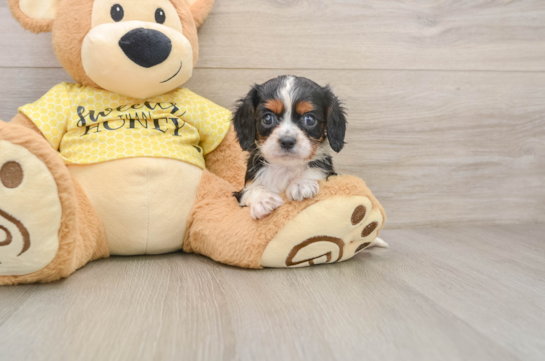 GENDRY, a Cavalier King Charles Spaniel littermate