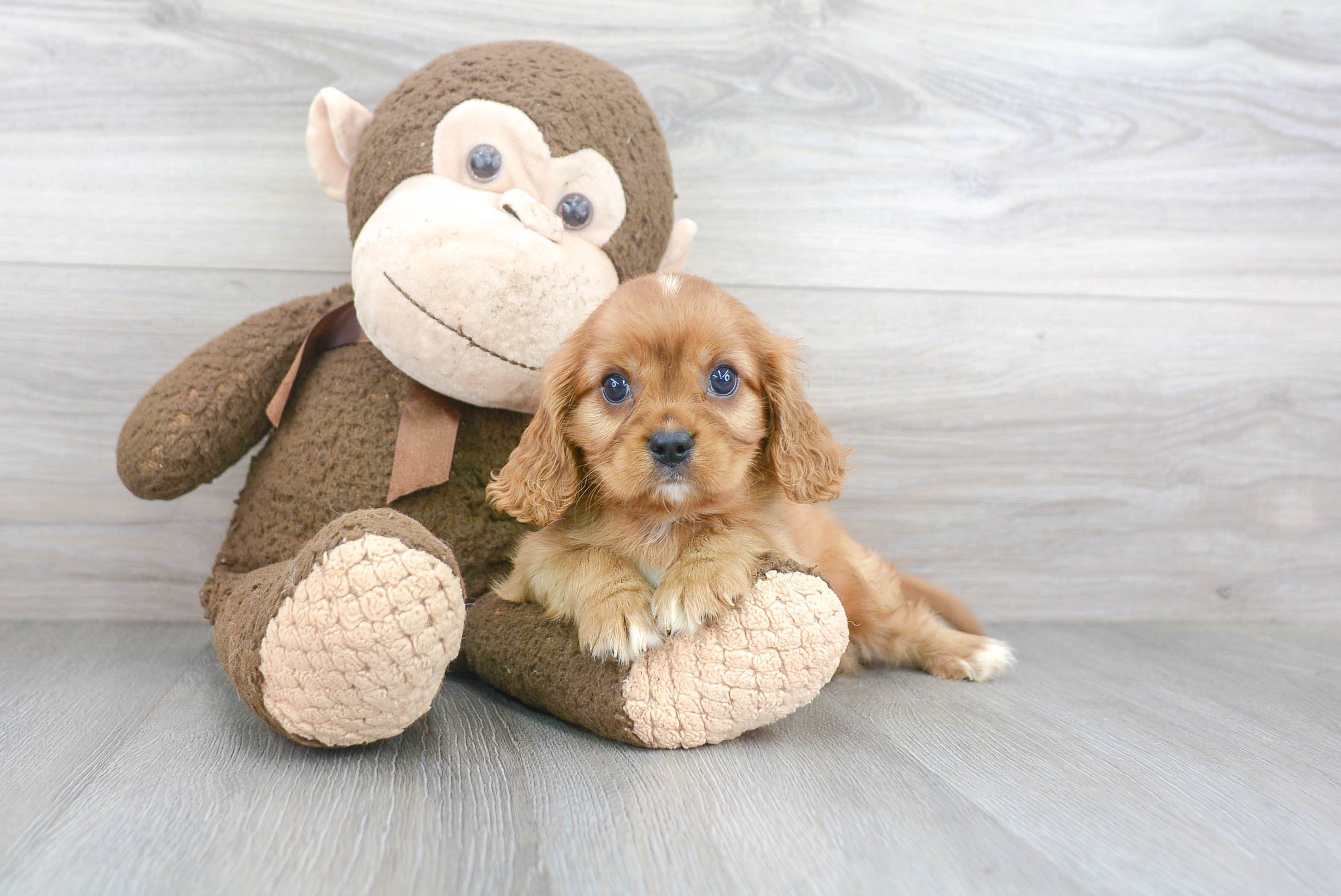 Cavalier King Charles Spaniel Pup Being Cute