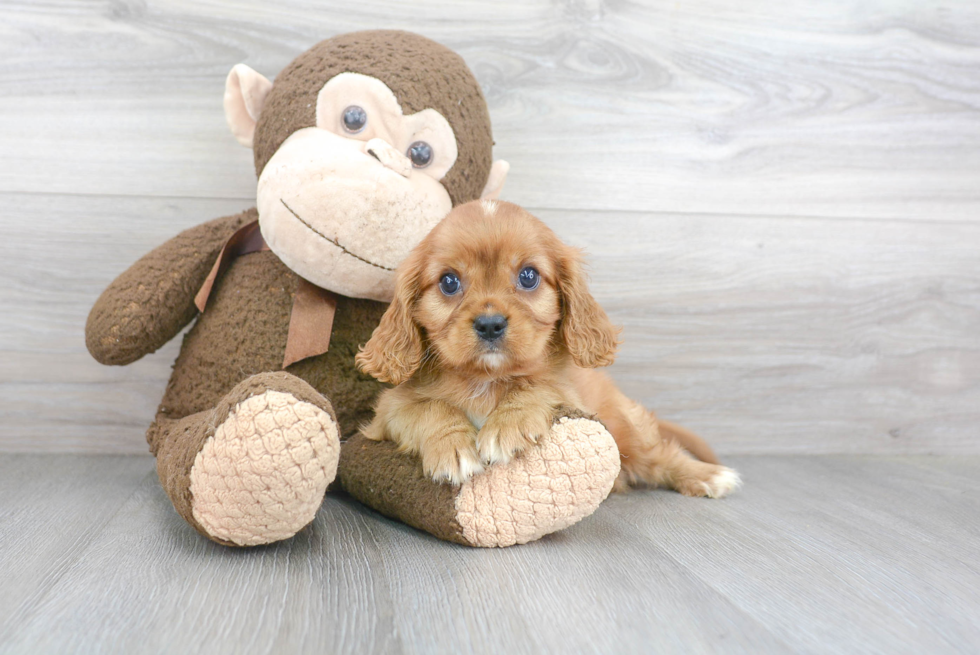 Cavalier King Charles Spaniel Pup Being Cute