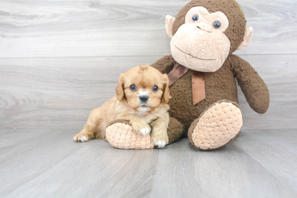 Popular Cavalier King Charles Spaniel Purebred Pup