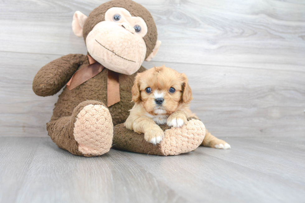 Cavalier King Charles Spaniel Pup Being Cute