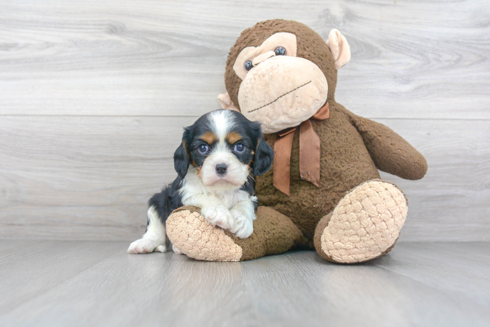 Little Cavalier King Charles Spaniel Purebred Pup