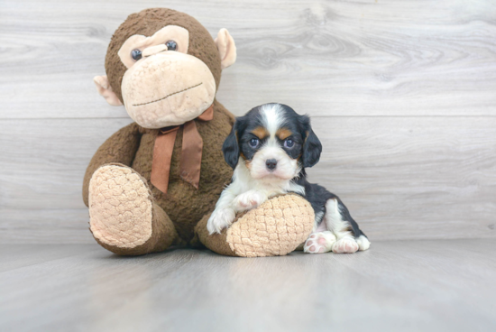 Friendly Cavalier King Charles Spaniel Purebred Pup