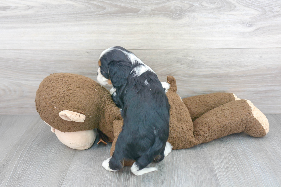 Cavalier King Charles Spaniel Pup Being Cute