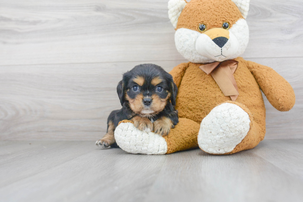 Playful Cavalier King Charles Spaniel Purebred Pup