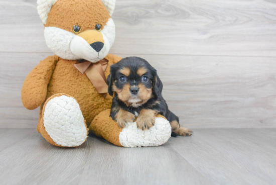 Little Cavalier King Charles Spaniel Purebred Pup