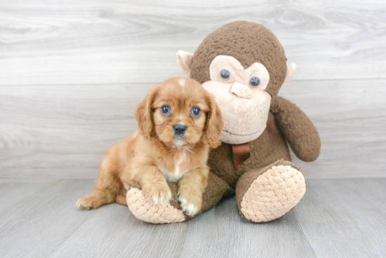 Best Cavalier King Charles Spaniel Baby