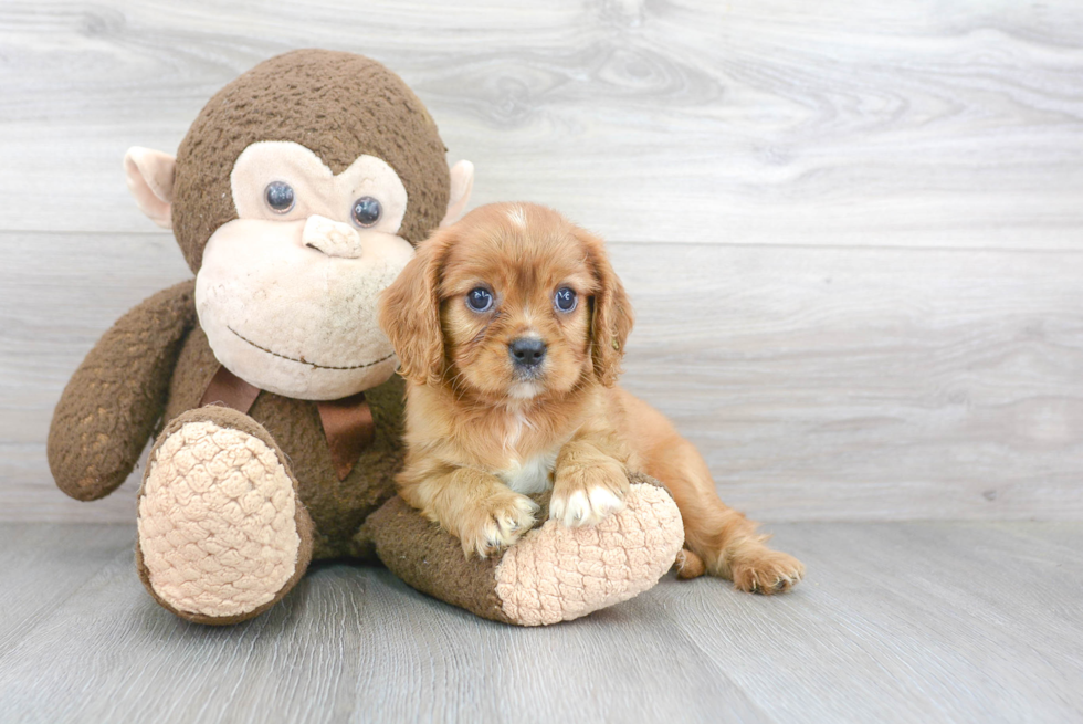 Cavalier King Charles Spaniel Puppy for Adoption