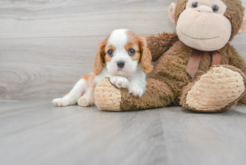 Friendly Cavalier King Charles Spaniel Baby