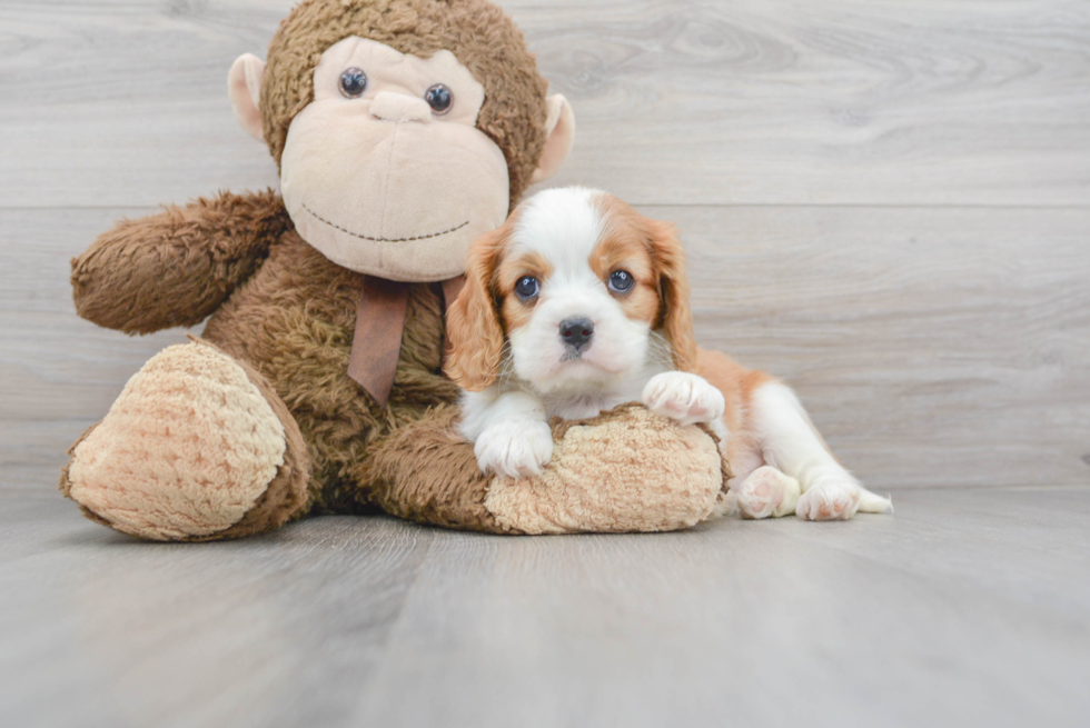 Playful Cavalier King Charles Spaniel Baby