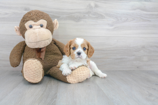 Cavalier King Charles Spaniel Puppy for Adoption