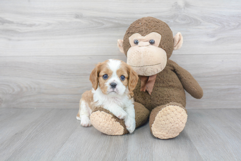 Cute Cavalier King Charles Spaniel Purebred Puppy