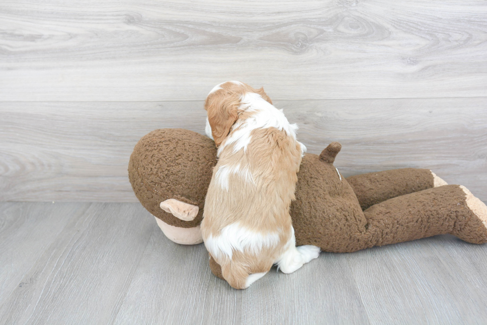 Cavalier King Charles Spaniel Pup Being Cute