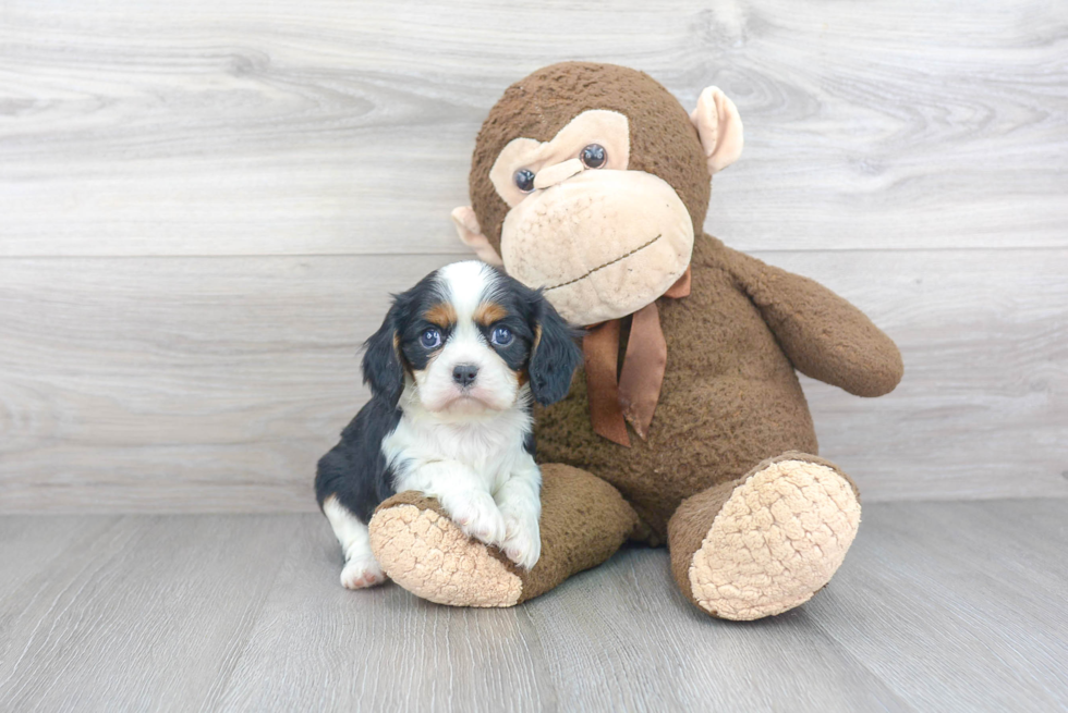 Best Cavalier King Charles Spaniel Baby