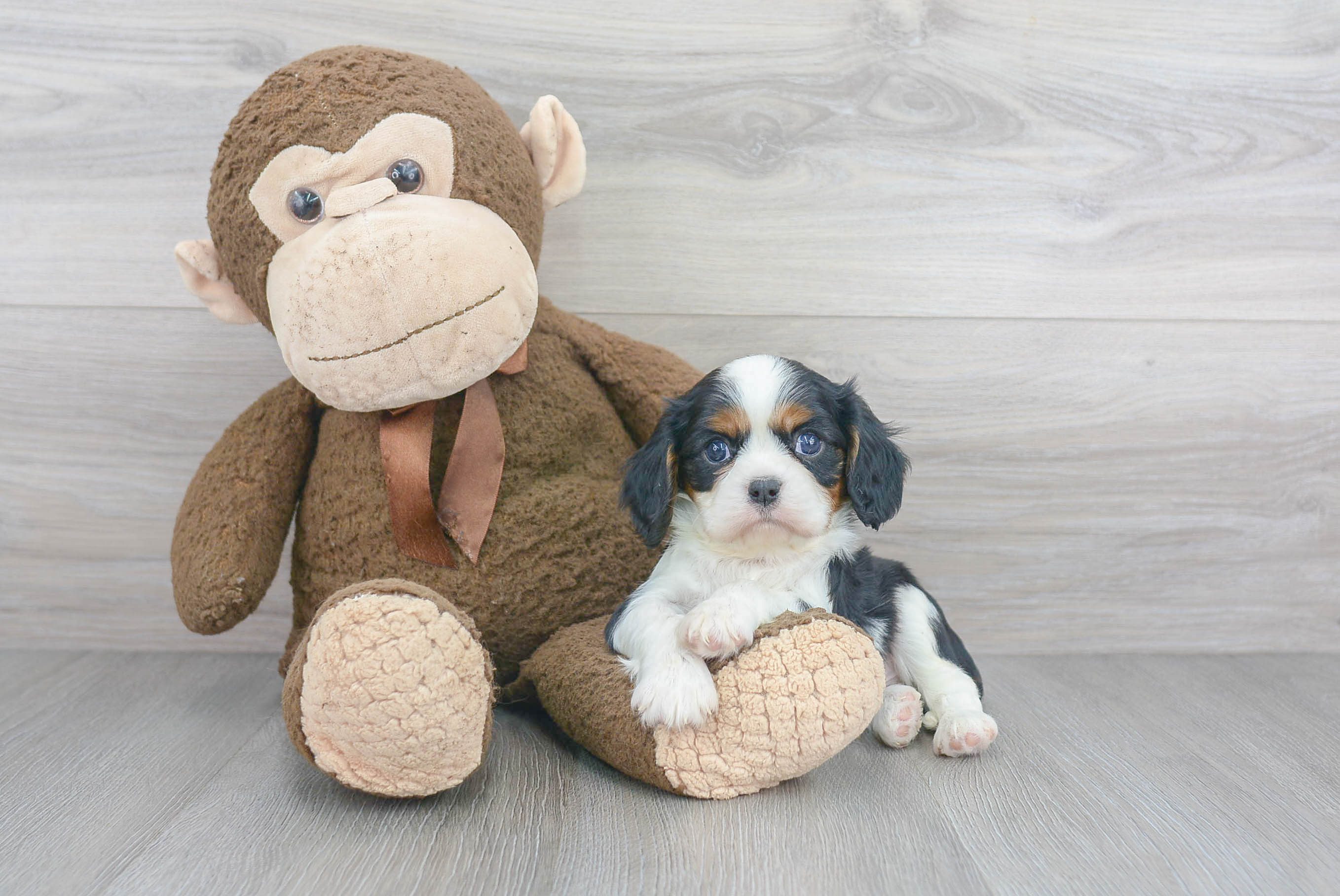 Adorable Cavalier King Charles Spaniel Purebred Puppy