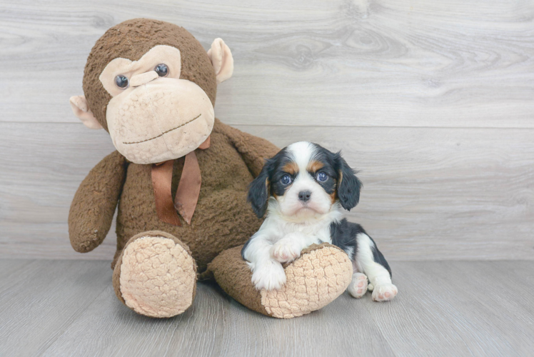 Adorable Cavalier King Charles Spaniel Purebred Puppy