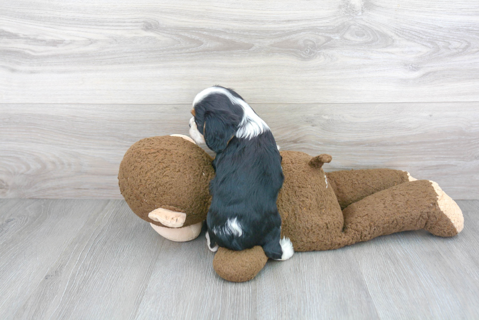 Cavalier King Charles Spaniel Pup Being Cute