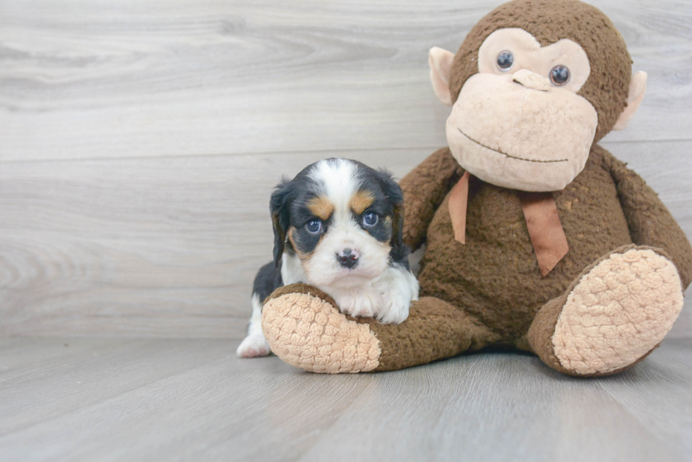 Best Cavalier King Charles Spaniel Baby