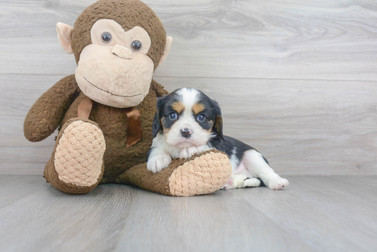 Playful Cavalier King Charles Spaniel Purebred Pup