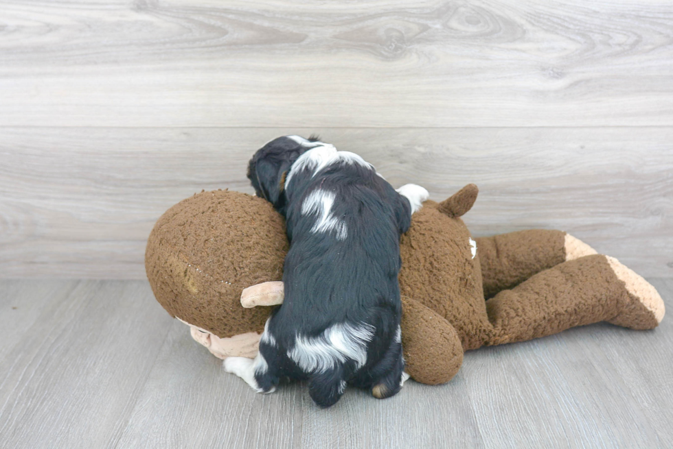 Happy Cavalier King Charles Spaniel Purebred Puppy