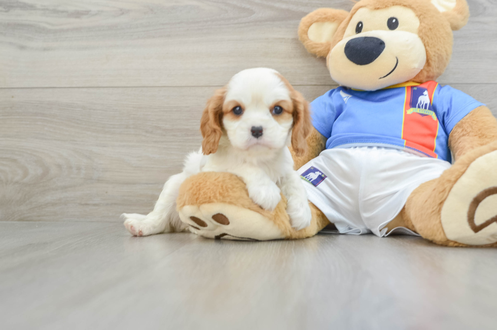 6 week old Cavalier King Charles Spaniel Puppy For Sale - Premier Pups